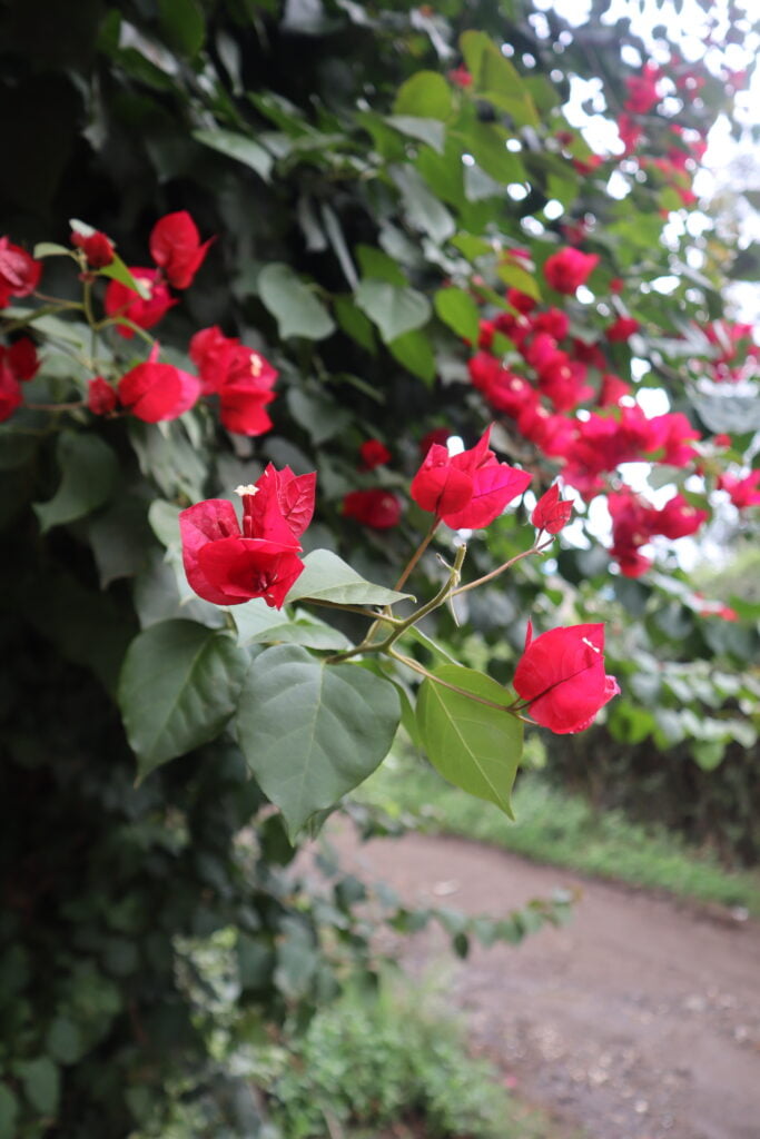 A picture of the same flowers taken by the Canon M50 with the 15-45mm Kit lens (To show how superior it is to a smartphone)