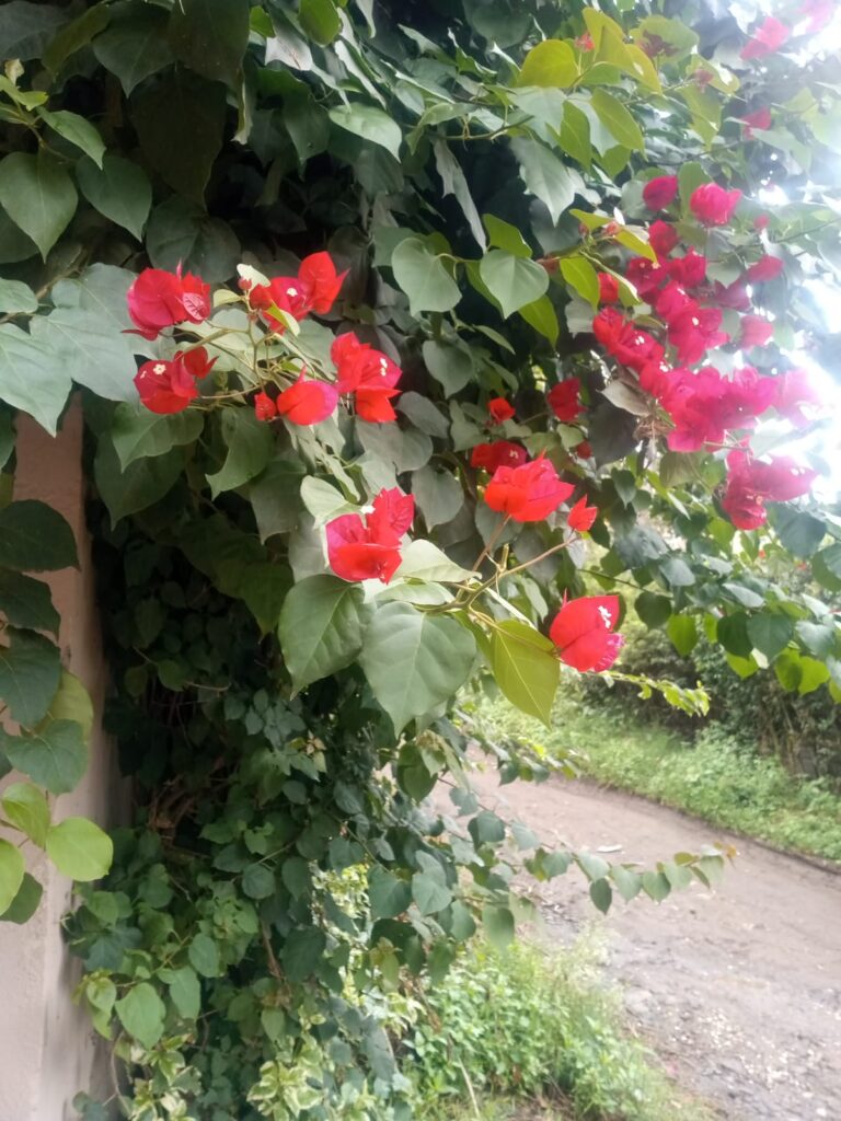 A picture of flowers taken by my Smartphone (An Infinix S4) as a comparison to pictures taken by The Canon M50